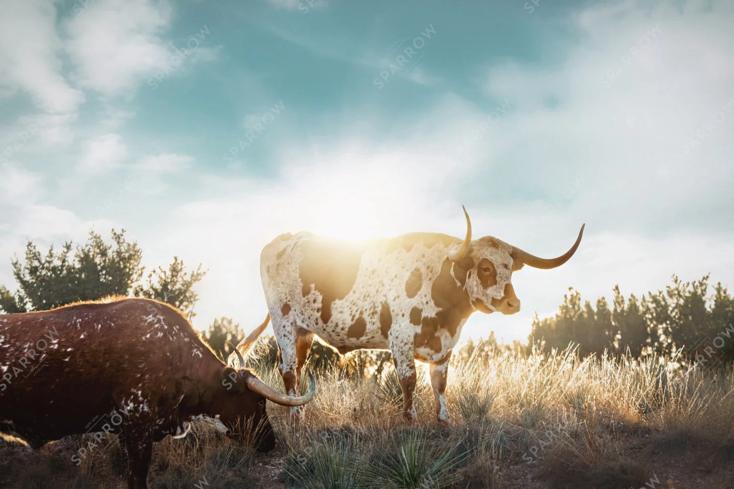 Horns of the Horizon, two Texas longhorns in Palo Duro Canyon at sunset.